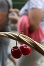 Cherries. Cherry. Organic cherries in basket on a farmerÃ¢â¬â¢s market. Red cherry background. Fresh cherries texture. Healthy food. Royalty Free Stock Photo